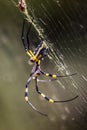 The Golden Orb Weaver Royalty Free Stock Photo