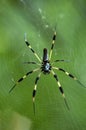 Golden orb weaver spider or banana spider Royalty Free Stock Photo