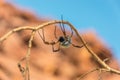 Golden orb weaver spider Royalty Free Stock Photo