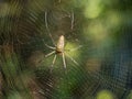 Golden orb weaver spider Royalty Free Stock Photo