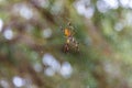 Golden Orb-Weaver Spider Royalty Free Stock Photo