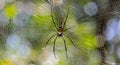 Golden orb weaver spider on its web against a blurred background Royalty Free Stock Photo