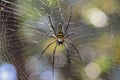 Golden orb weaver spider on its web against a blurred background Royalty Free Stock Photo