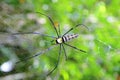 Golden orb-weaver Spider (Nephila plumipes) in we Royalty Free Stock Photo