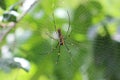 Golden Orb Weaver spider, Nephilia species Royalty Free Stock Photo