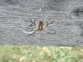 Golden Orb Weaver spider on a Texas fence. Royalty Free Stock Photo