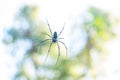 Golden Orb Weaver Spider On Web