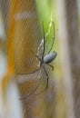 golden orb weaving spider. Royalty Free Stock Photo