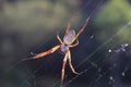 Golden Orb Weaving Spider Royalty Free Stock Photo