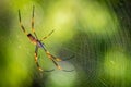 Golden orb weaving spider Nephila plumipes aka tiger spider in Australia Royalty Free Stock Photo