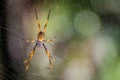 Golden orb weaving spider Nephila plumipes in Australia Royalty Free Stock Photo