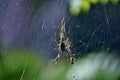Golden Orb-weaving Spider Nephila plumipes Royalty Free Stock Photo