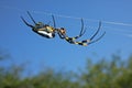 Golden orb web spider Royalty Free Stock Photo