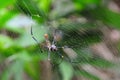 Golden orb web spider Royalty Free Stock Photo