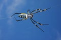 Golden orb web spider Royalty Free Stock Photo