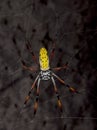 Golden orb-web spider against black background Royalty Free Stock Photo