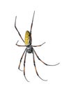 Golden orb-web spider against white background Royalty Free Stock Photo