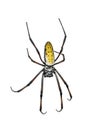 Golden orb-web spider against white background Royalty Free Stock Photo