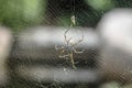 Golden Orb Web Spider Royalty Free Stock Photo