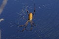 Golden orb-web spider, nephila clavipes Royalty Free Stock Photo