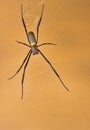 Golden orb web spider sitting in its web Royalty Free Stock Photo