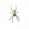Golden Orb-web spider in spider web Royalty Free Stock Photo