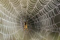 Golden Orb-Web Spider Royalty Free Stock Photo