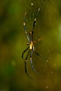 Golden Orb Web Weaver Spider Royalty Free Stock Photo