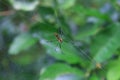 Golden Orb Web-weaver Spider in Nature Royalty Free Stock Photo