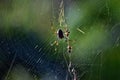 Golden orbweaver spider Nephila plumipes Royalty Free Stock Photo