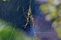 Golden orbweaver spider Nephila plumipes Royalty Free Stock Photo