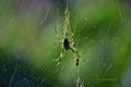 Golden orbweaver spider Nephila plumipes Royalty Free Stock Photo