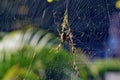 Golden orbweaver spider Nephila plumipes Royalty Free Stock Photo