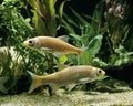 Golden Orfe leuciscus idus Royalty Free Stock Photo