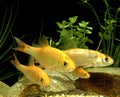 Golden Orfe, leuciscus idus Royalty Free Stock Photo