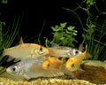 Golden Orfe, leuciscus idus Royalty Free Stock Photo