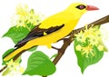 Golden Oriole bird