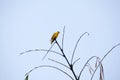 Golden oriole bird in kerala