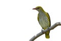 Golden Oriole Female Royalty Free Stock Photo