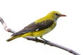 Golden oriole female isolated Royalty Free Stock Photo