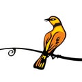 Golden Oriole perched on a branch. Vector color icon