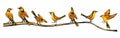 Golden Oriole perched in various poses on a branch. Vector flat illustration