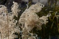 Golden ornamental grass karl foerster with brown dried stalks