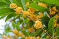 Golden osmanthus flowers in full bloom Royalty Free Stock Photo