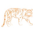 Golden outline of an asian tiger Vector