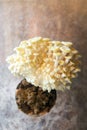 Golden Oyster fungiculture, mushrooms growing up