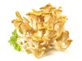 Golden Oyster Mushrooms on white Background - Isolated