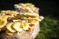 Golden oyster with mycelium substrate, fungiculture at home or on a mushroom farm