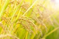 Golden paddy field Royalty Free Stock Photo