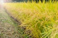 Golden paddy field